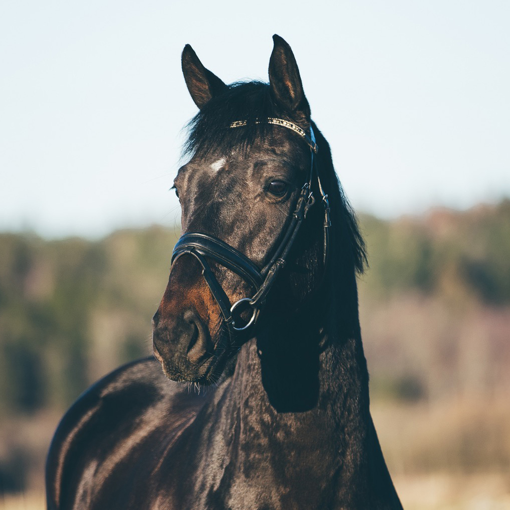 Nova-Equestrian-Dressage-Horse-Sale-Q_William_sq