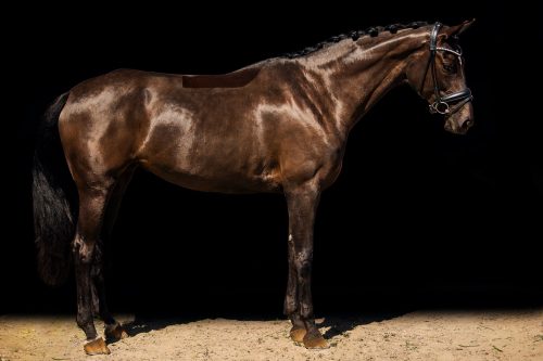 Nova-Equestrian-Dressage-Horse-Sale-Aurora_02