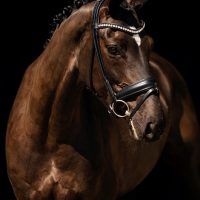 Nova-Equestrian-Dressage-Horse-Sale-Aurora_03