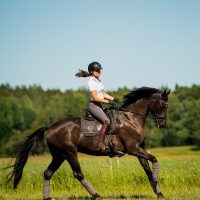 Nova-Equestrian-Dressage-Horse-Sale-Aurora_05