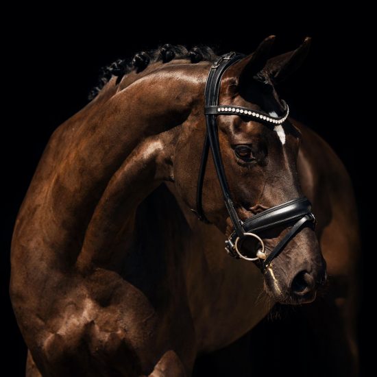 Nova-Equestrian-Dressage-Horse-Sale-Aurora_sq