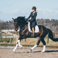 Nova Equestrian Dressage Horse Sale Don Diamant 4