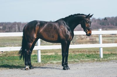Nova Equestrian Dressage Horse Sale Don Diamant 5