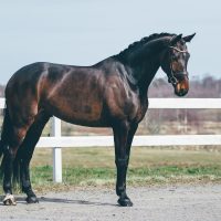Nova Equestrian Dressage Horse Sale Don Diamant 6