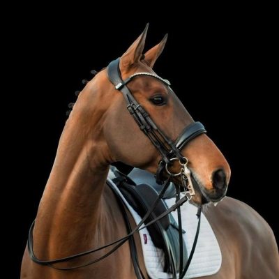Nova-Equestrian-Dressage-Horse-Sale-Karoles_02_sq