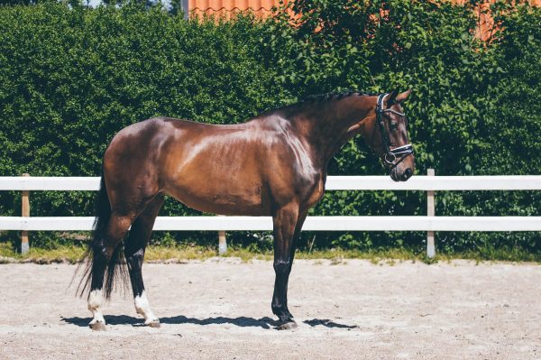 Nova-Equestrian-Dressage-Horse-Sale-LideweiWinski_01