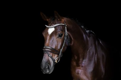 Nova Equestrian Dressage Horse Sale Samsara 2