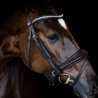 Nova Equestrian Dressage Horse Sale Samsara 3