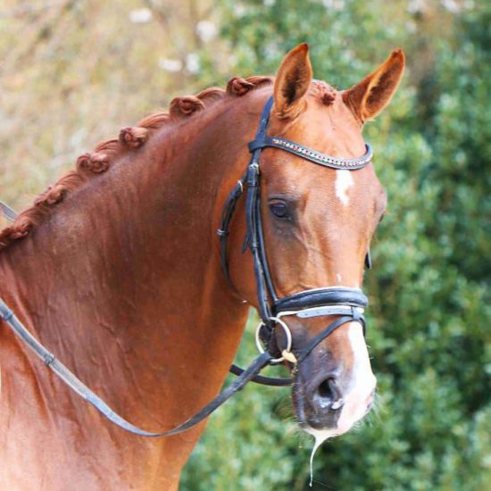Nova-Equestrian-Dressage-Horse-Sale-VivaPro_sq