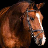 Nova_Equestrian_Casco_showjumping_forsale_head