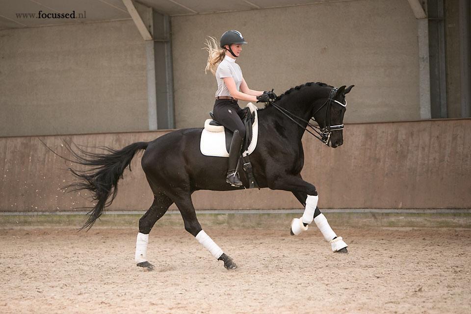 nova equestrian 2